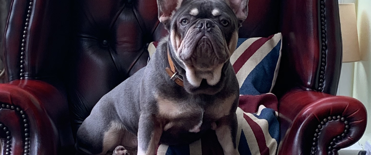 albert-the-boss-dog-header Albert the dog on a chair