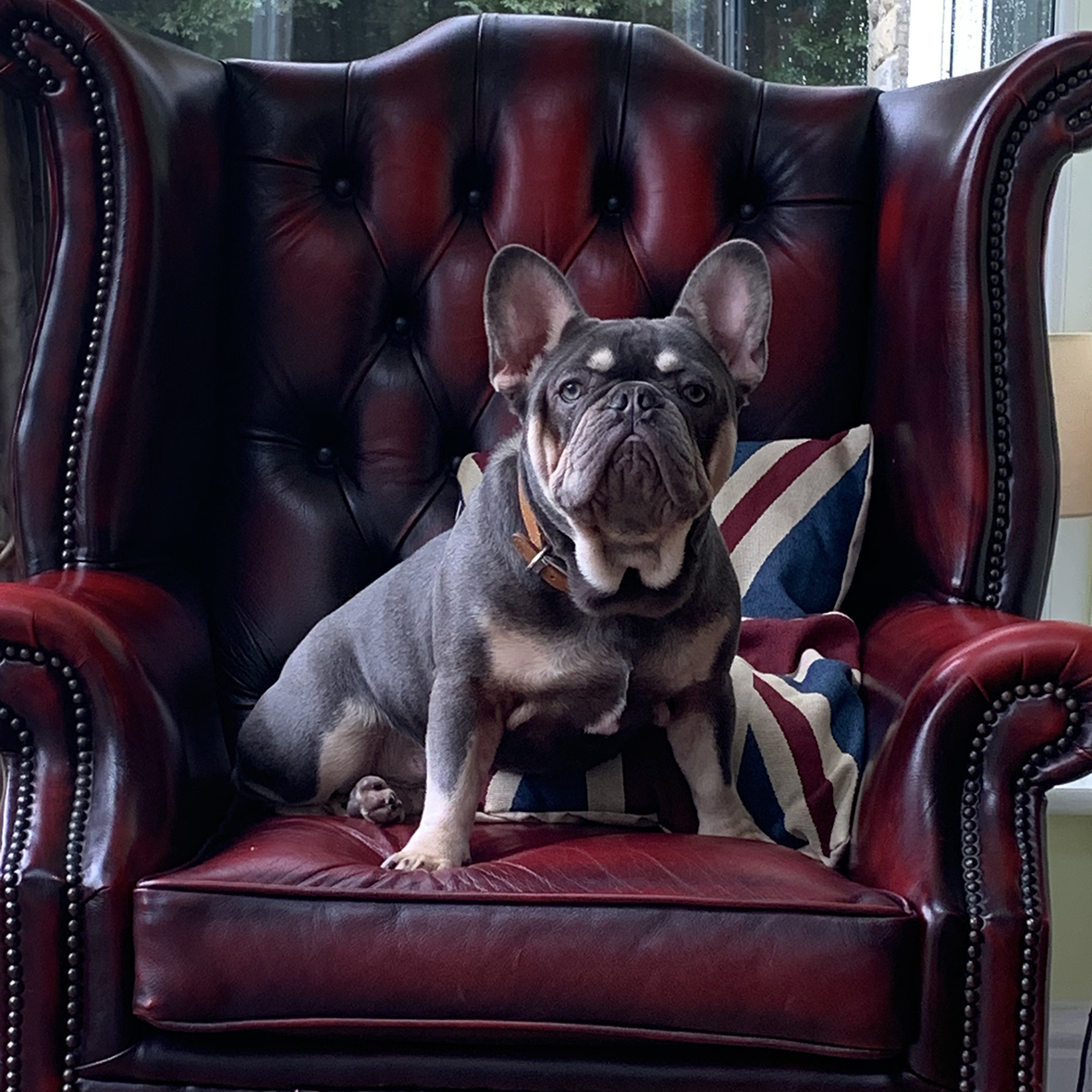 albert-the-boss-dog Albert the dog on a chair